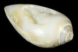 Chalcedony Replaced Gastropod With Sparkly Quartz - India #188027-1